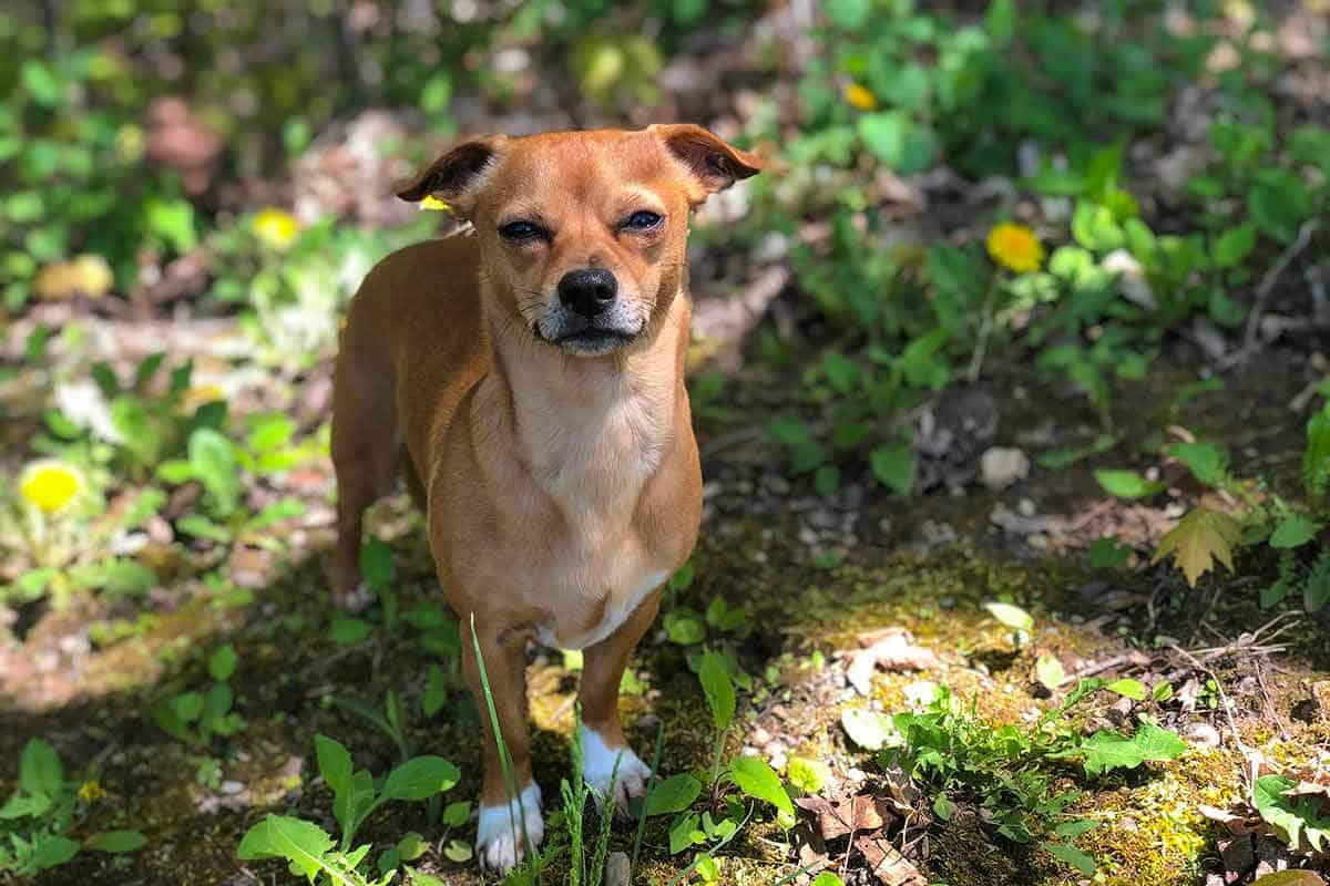 chihuahua and weiner dog