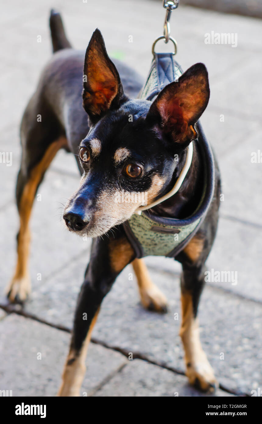 chihuahua color doberman