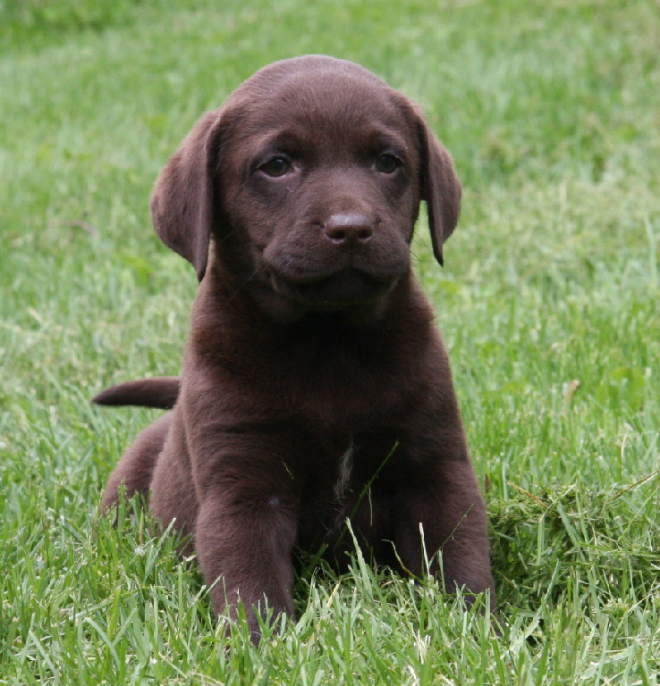 chocolate lab retriever puppies for sale