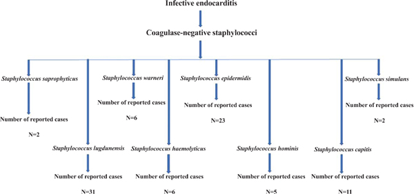 coagulase negative staphylococcus