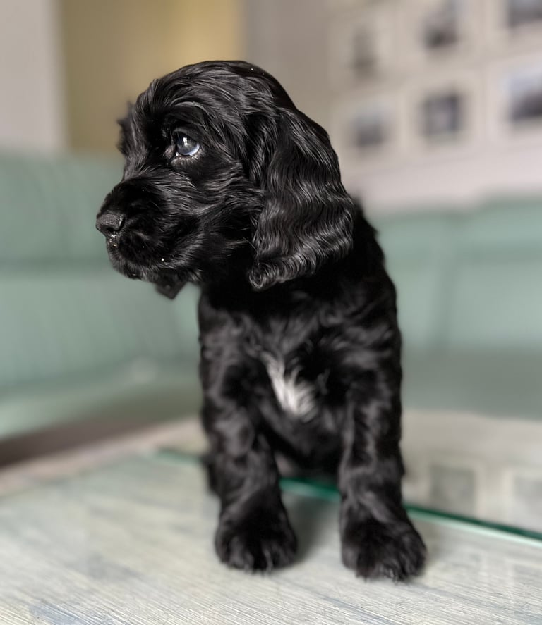 cocker spaniel puppies for sale scotland