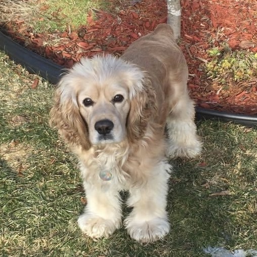 cocker spaniel rescue alberta