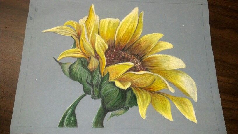 colored pencil drawings of sunflowers