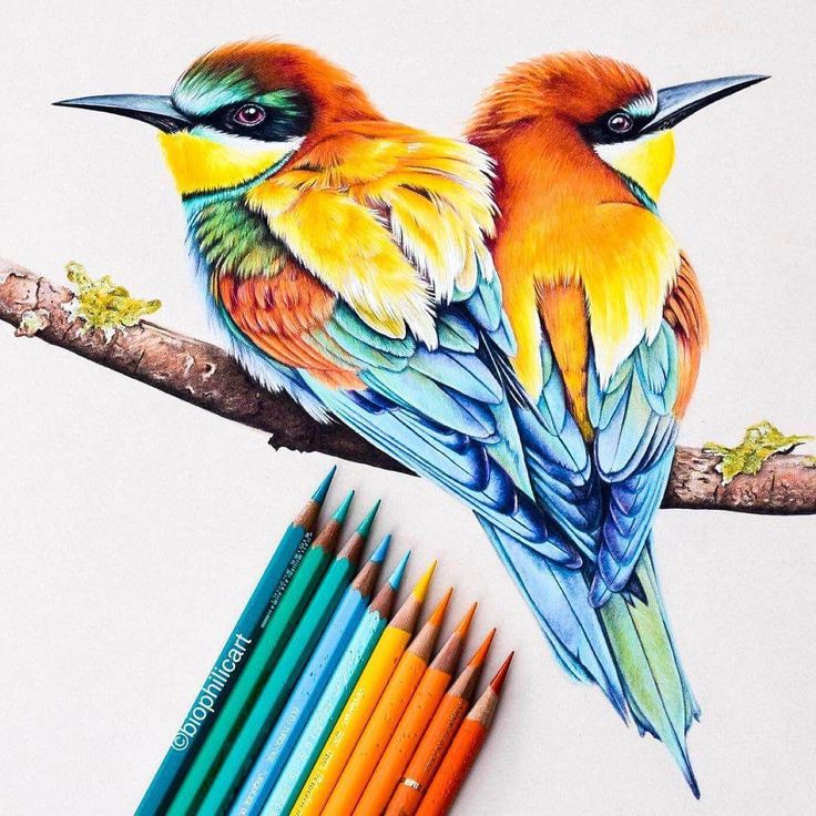 colorful drawings of animals