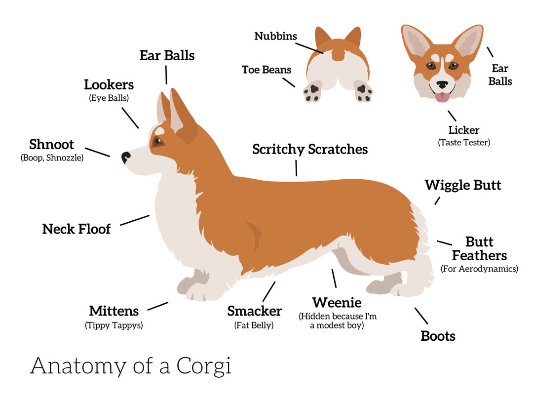 corgi parts