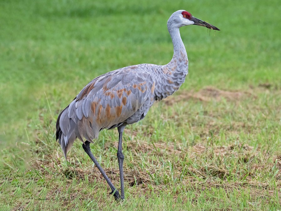 crane bird images