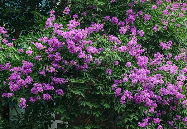 crape myrtle tree uk