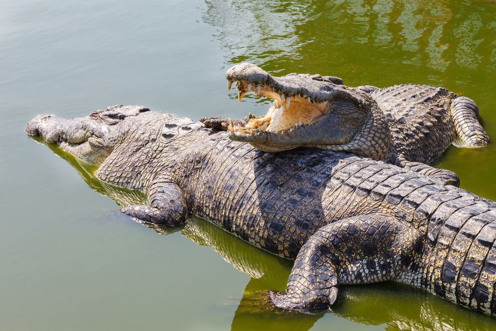 crocodile pictures