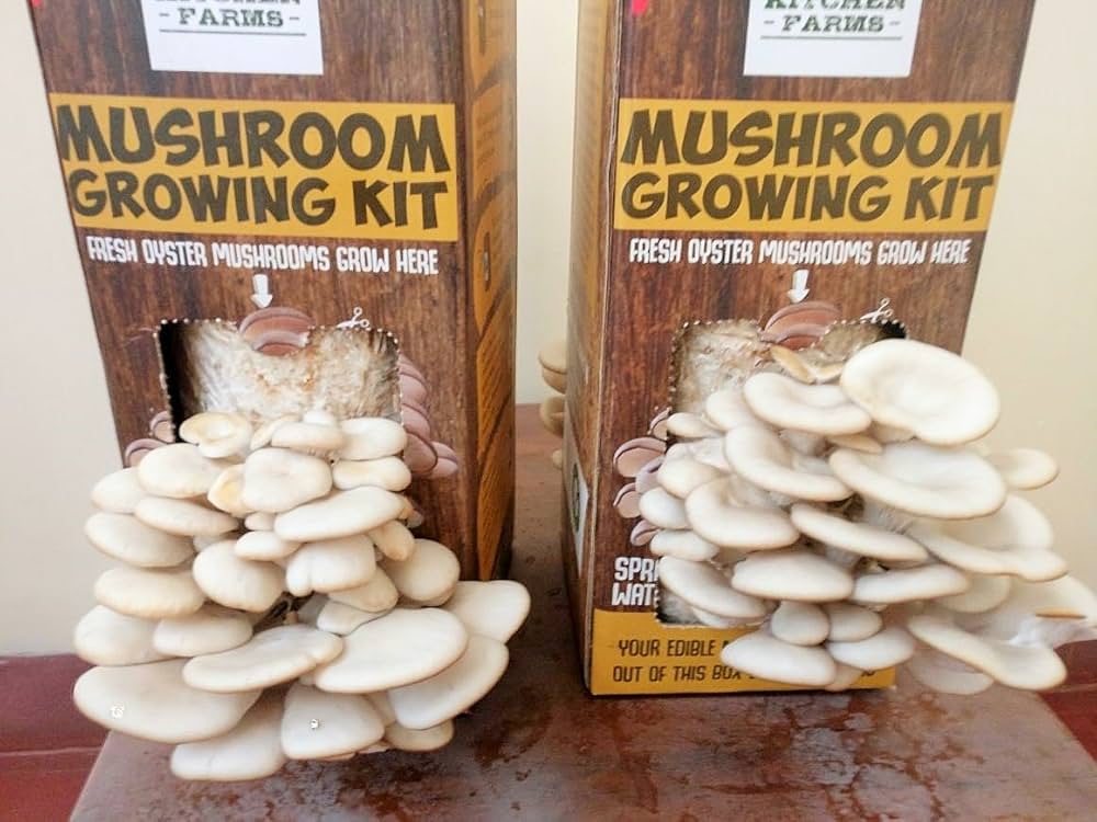 mushroom growing kit india