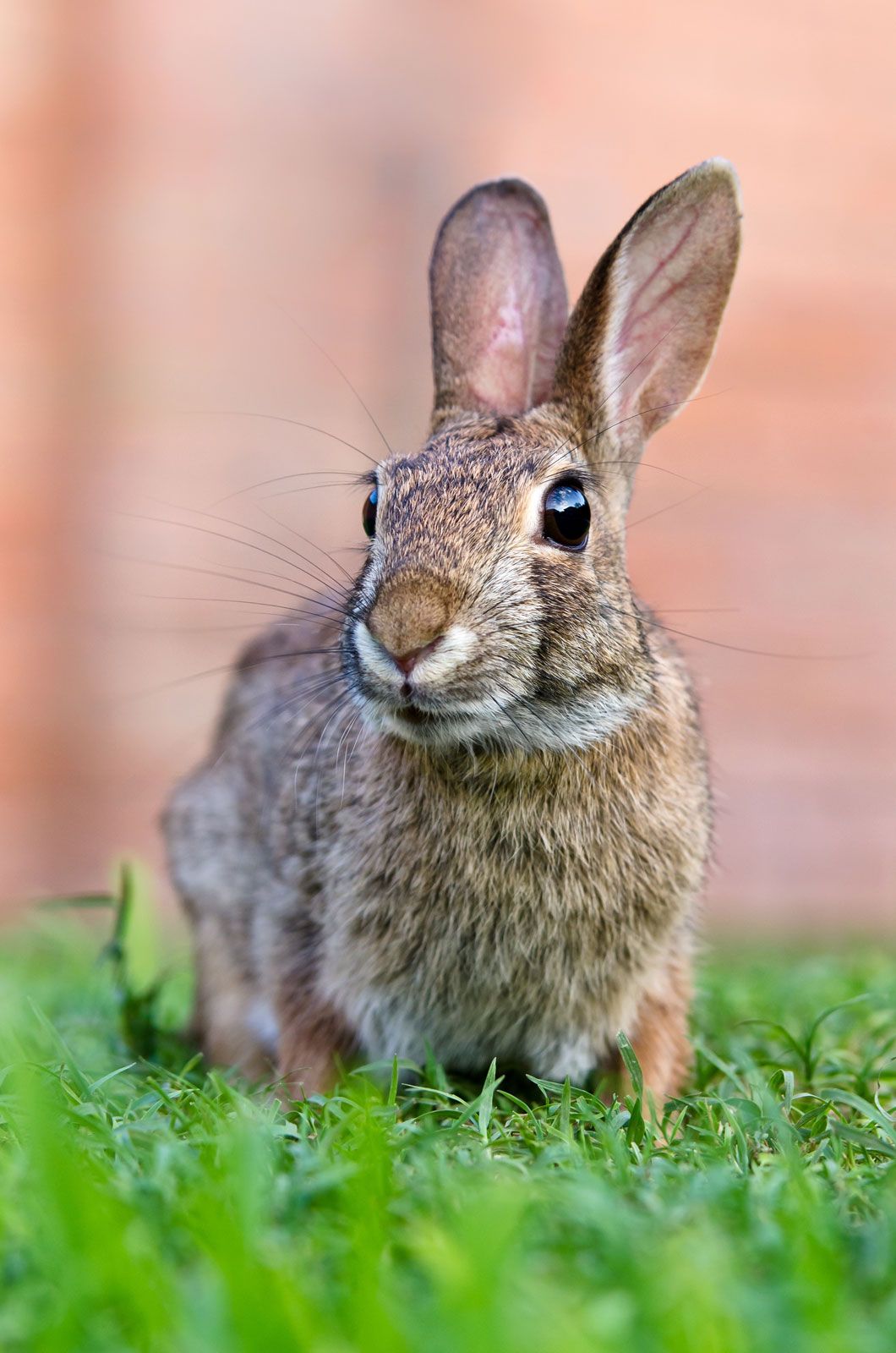 pics of rabbits