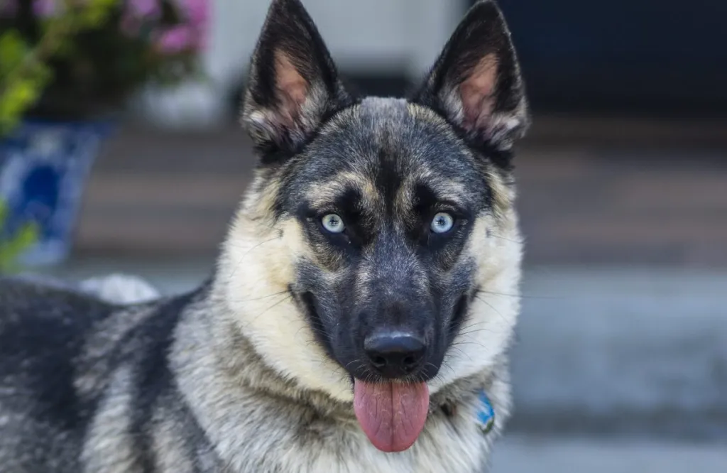 cross breed husky and german shepherd