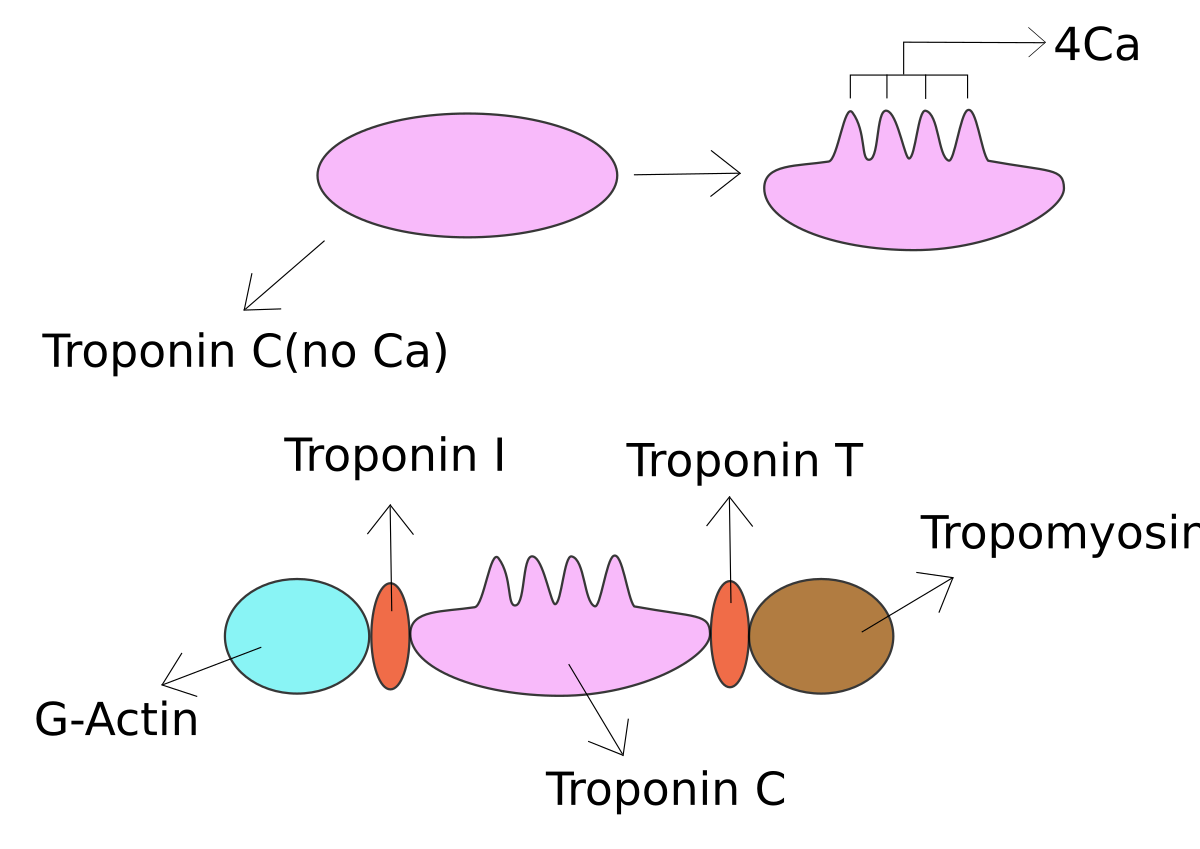 troponin pronunciation dictionary