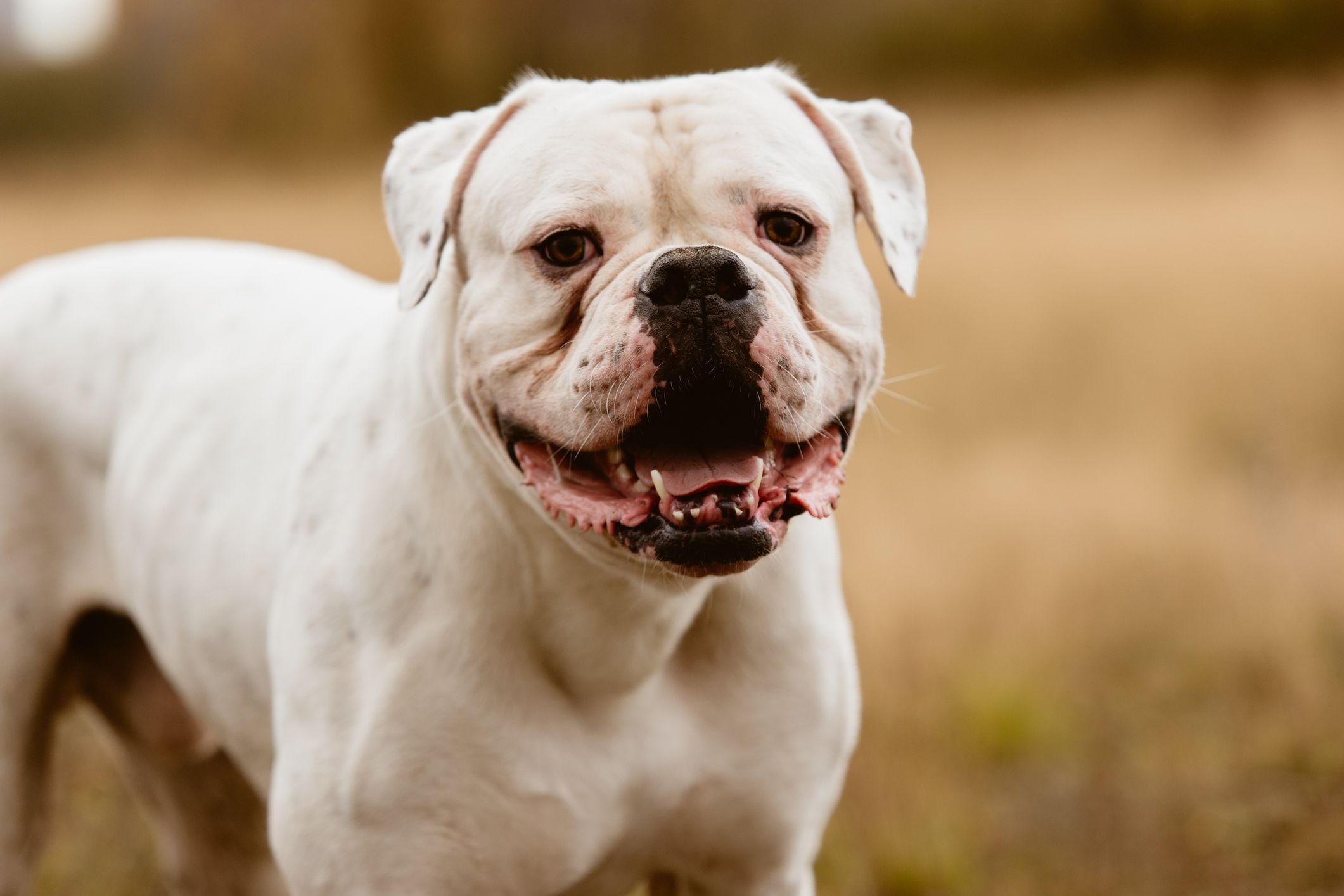 pictures of american bulldogs