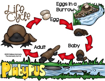 life cycle of the platypus