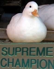 supreme victory duck