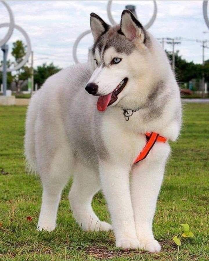 huskies peludos