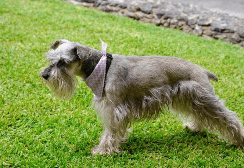 corte de schnauzer hembra