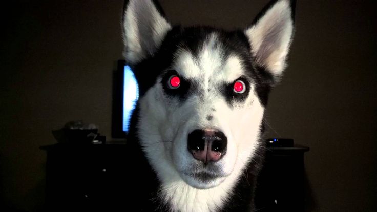 siberian husky evil