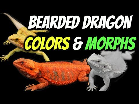 types of bearded dragon