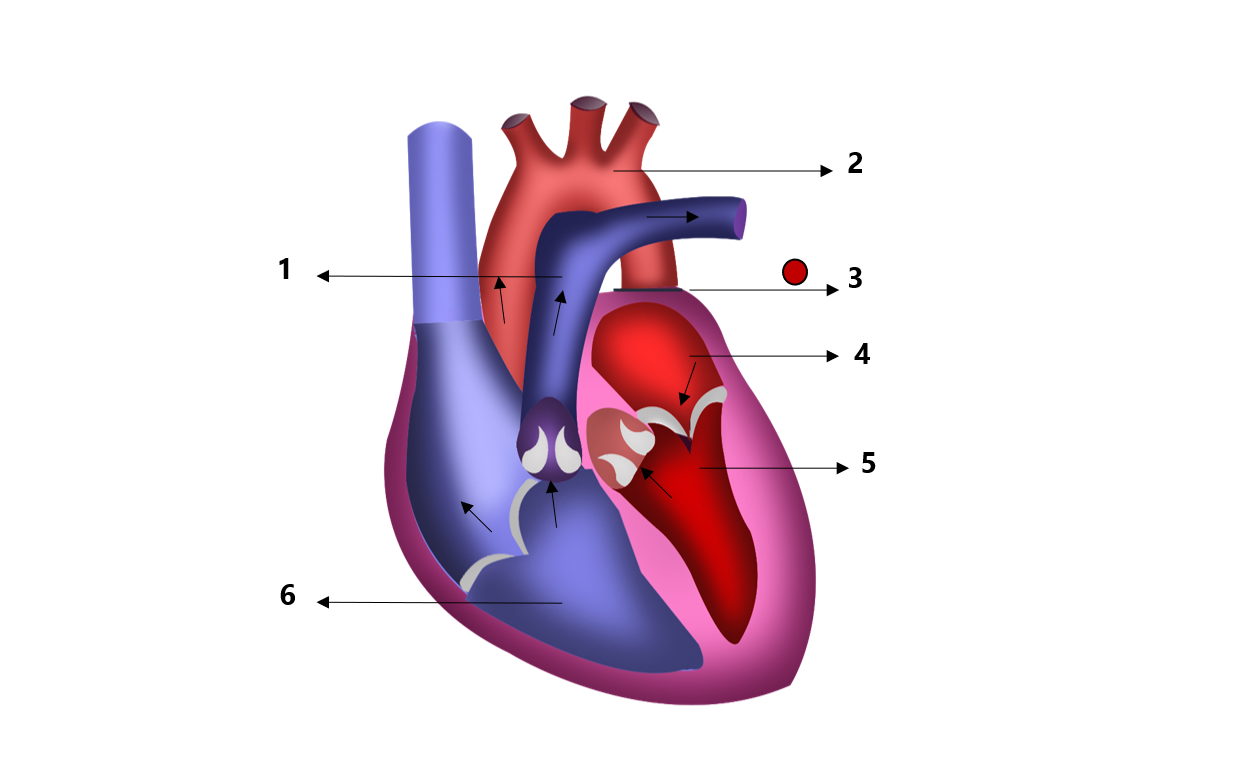 heart diagram unlabelled