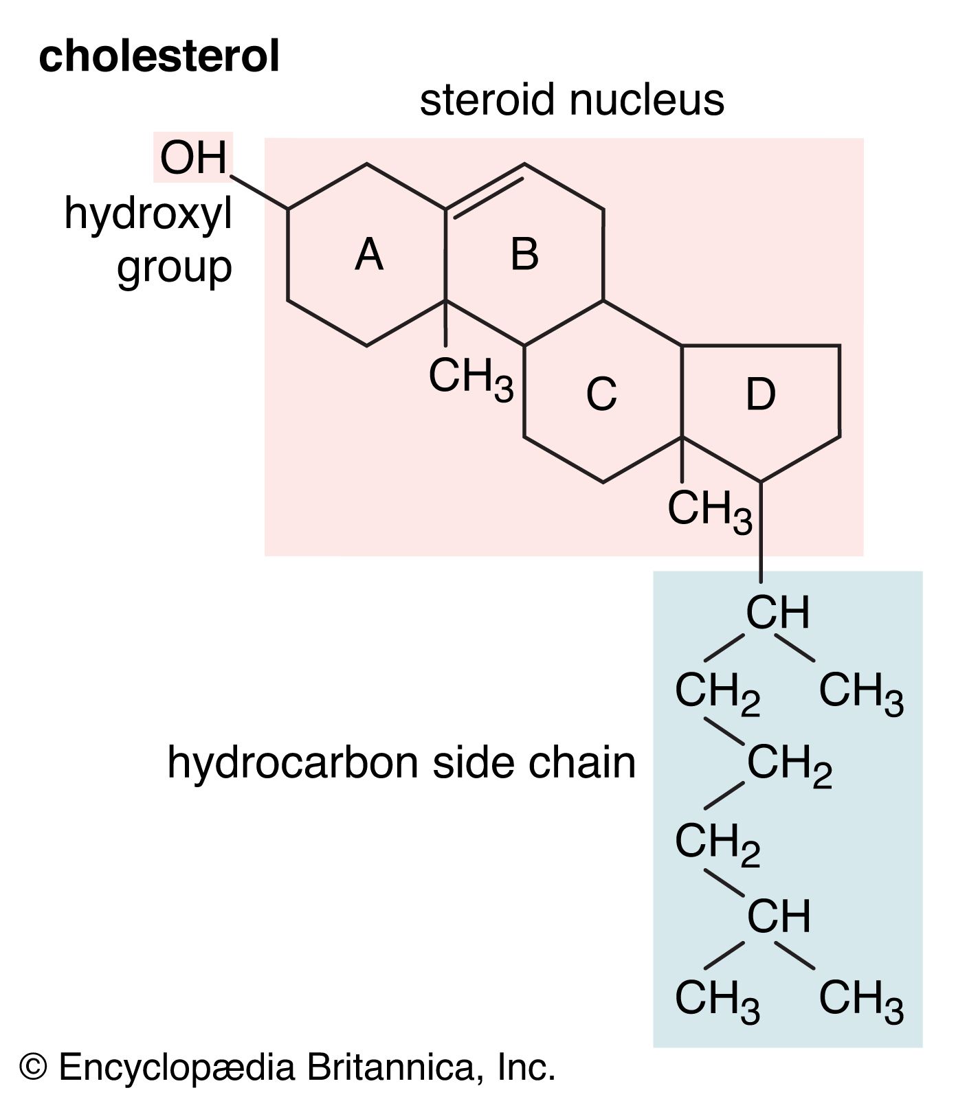 is cholesterol a steroid