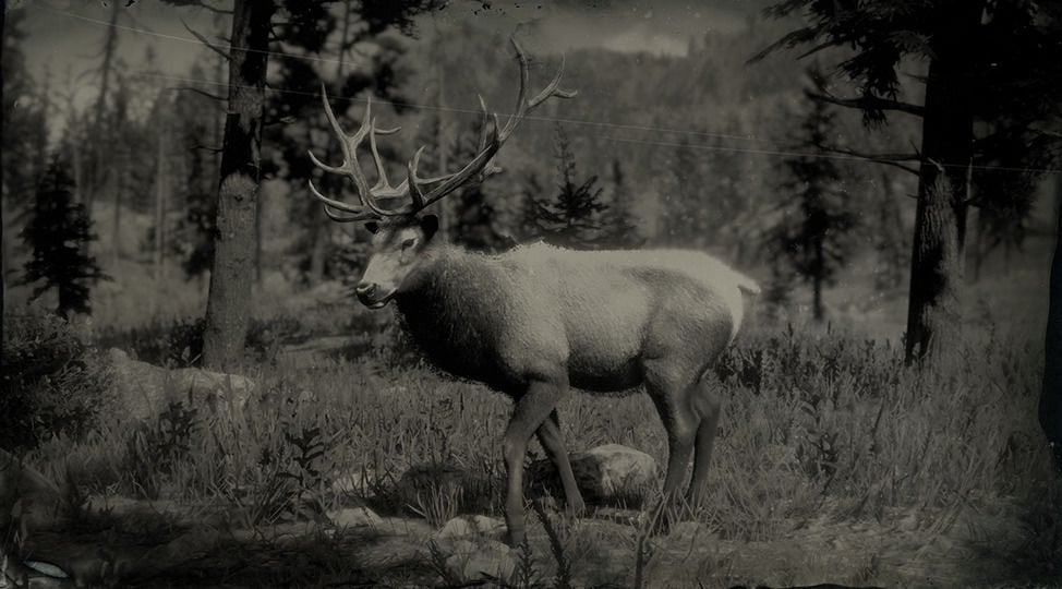 rdr2 elk