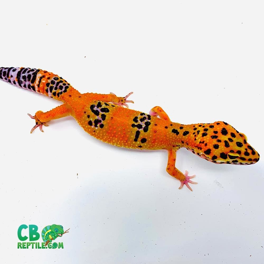 leopard gecko for sale