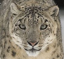 snow leopard ears