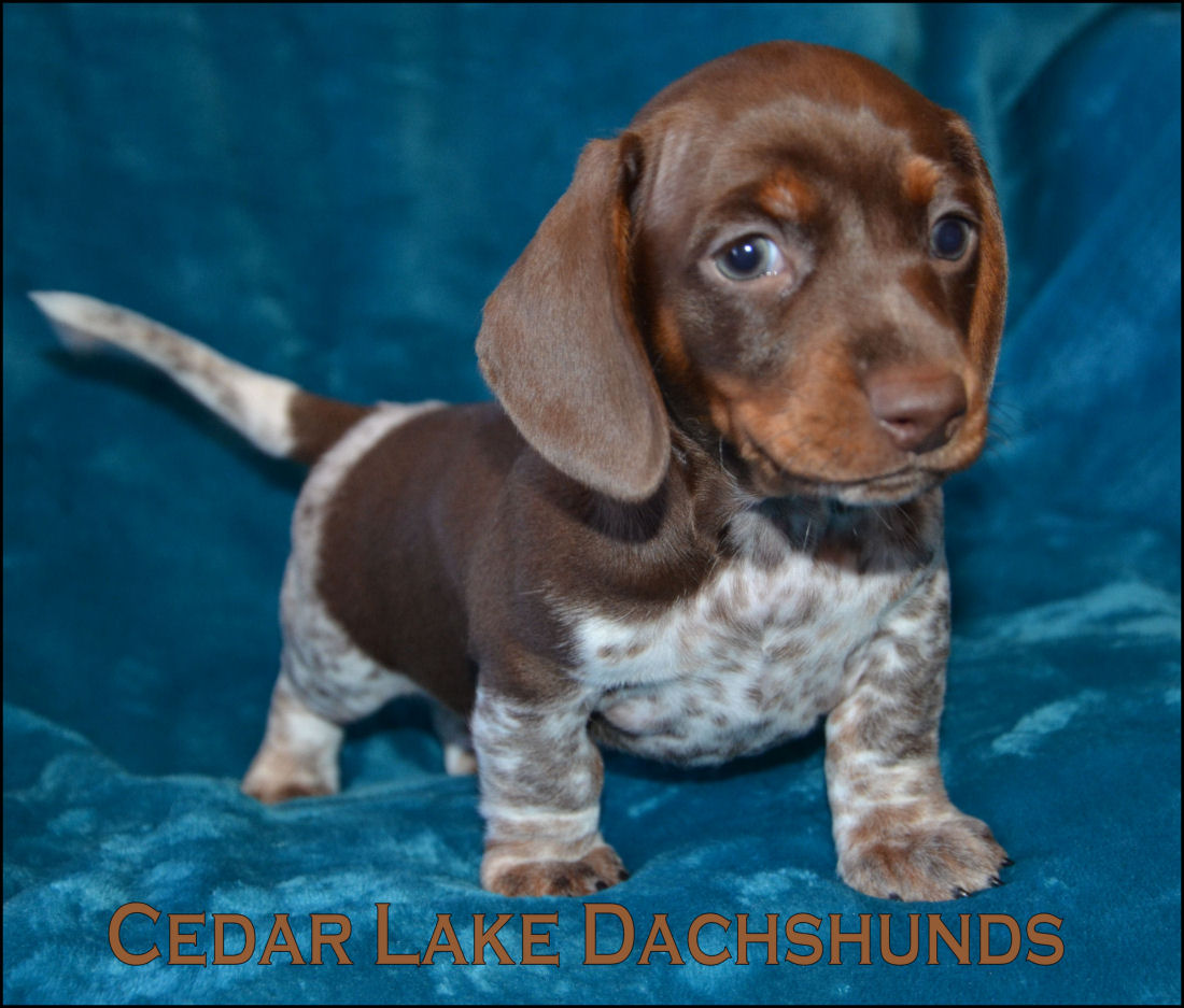 dachshund breeders near me