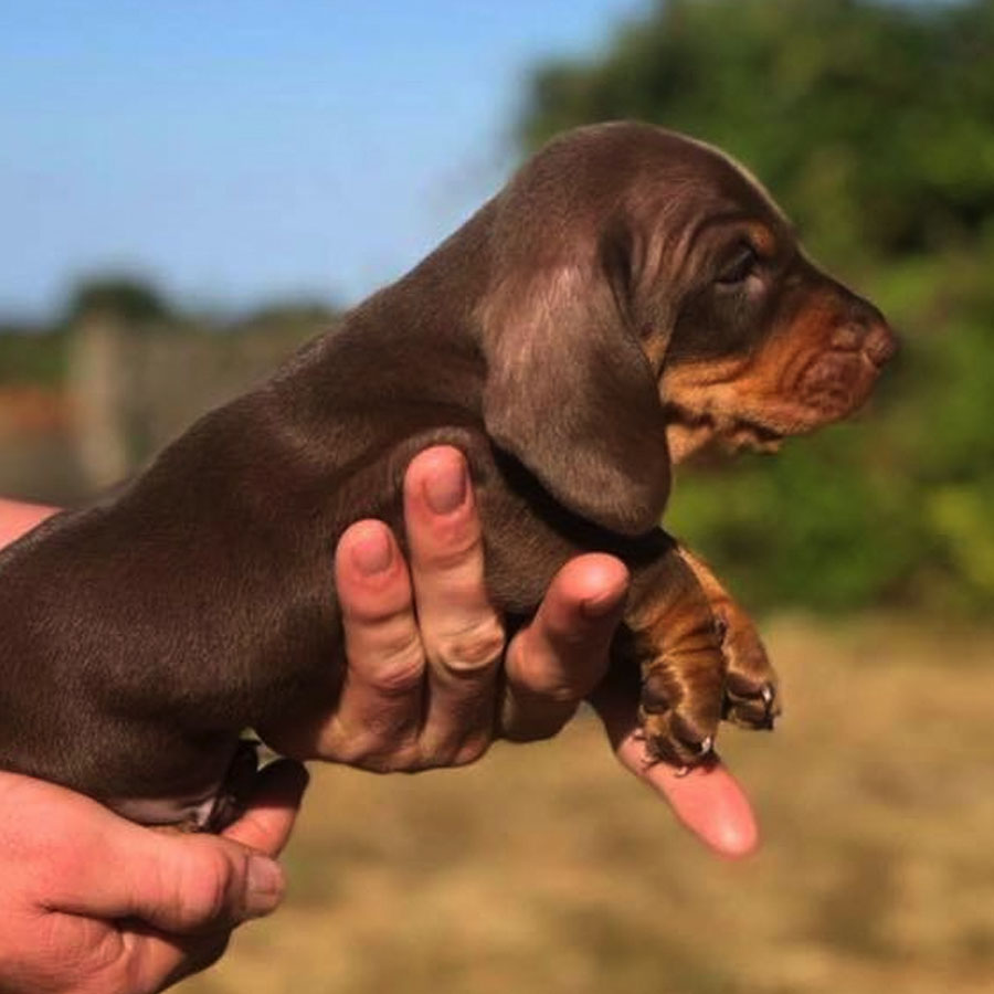 dachshund dog price in punjab