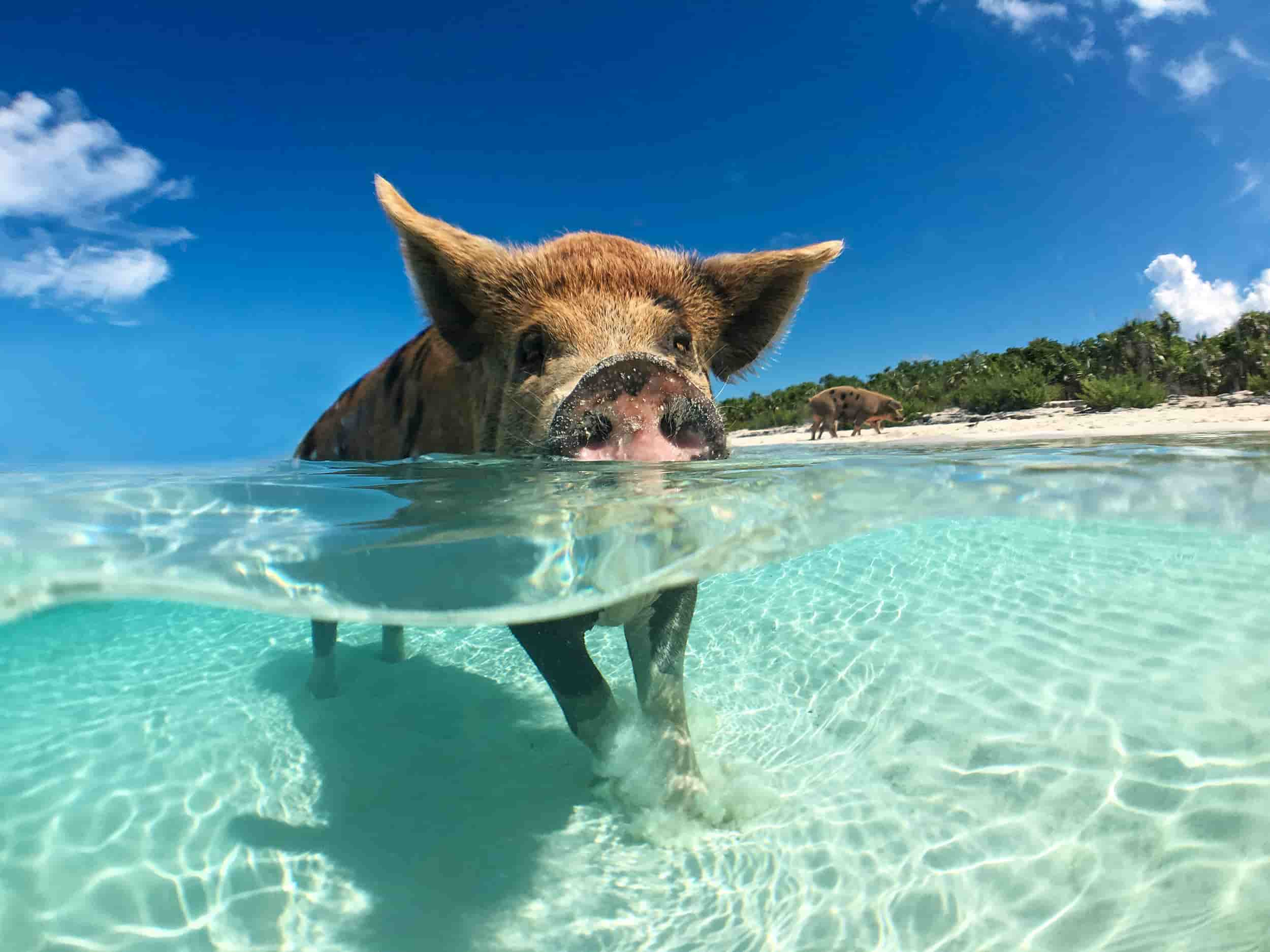 bora bora pigs