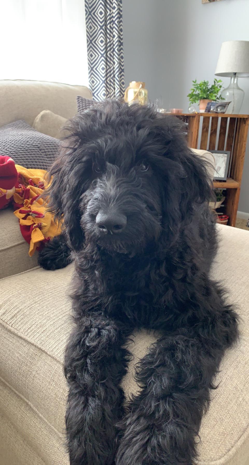 black aussiedoodle full grown