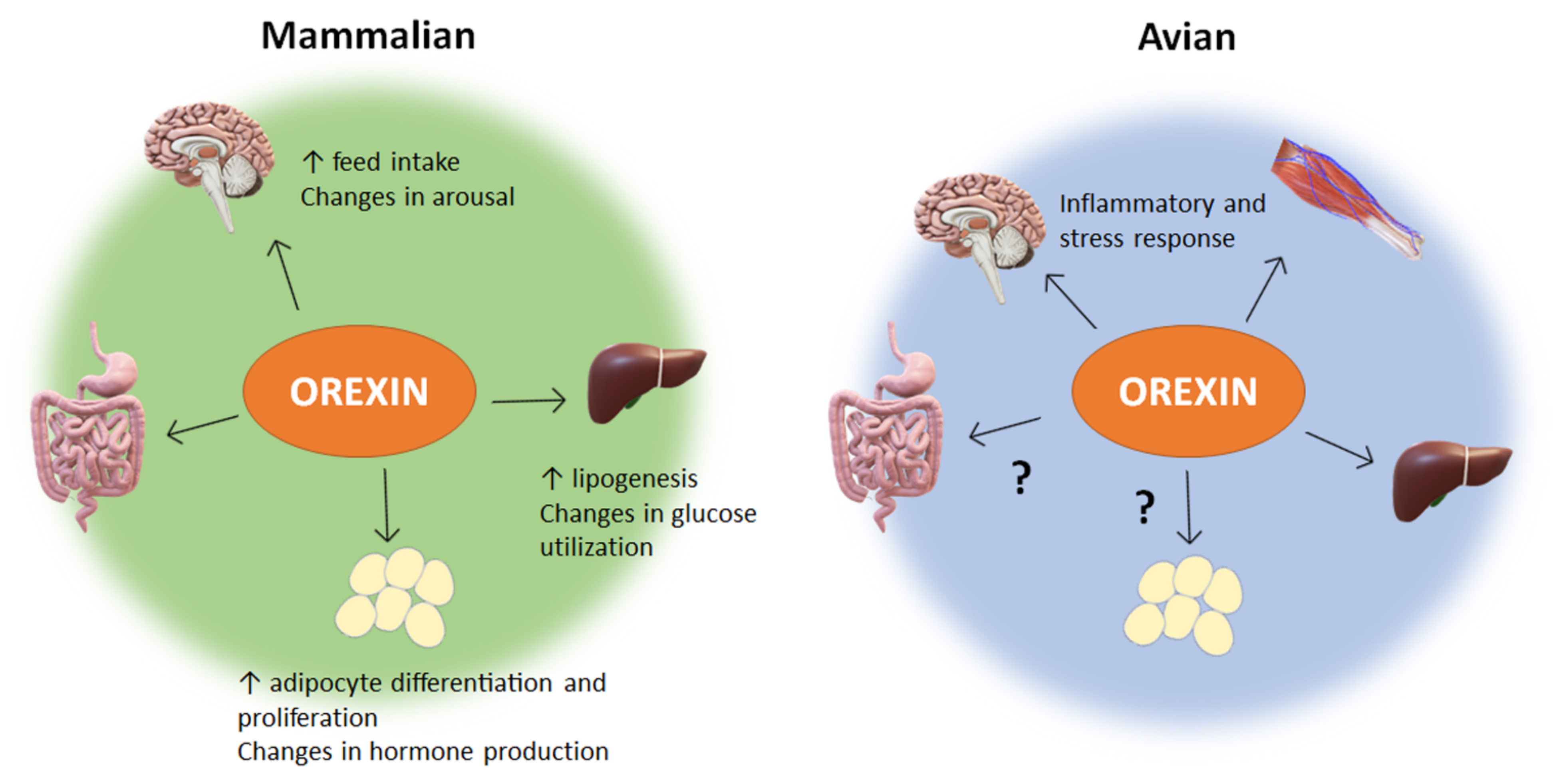 orexin