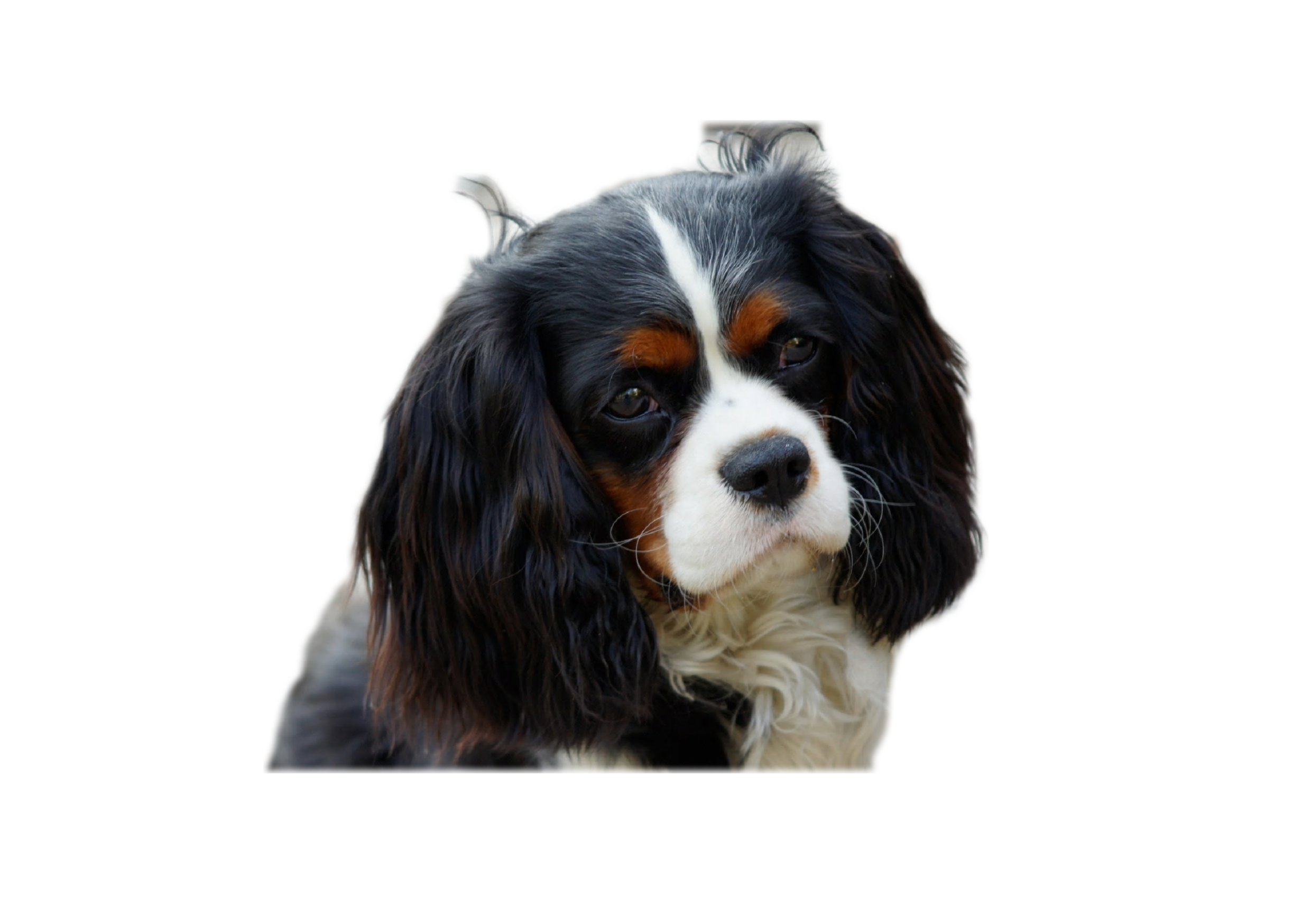 cavalier breeders near me