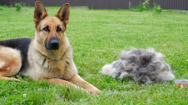 hypoallergenic german shepherd mix