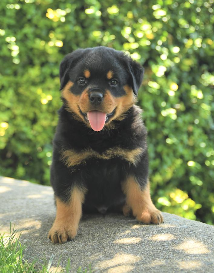 rottweilers for sale near me