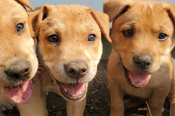 american dingo breeder