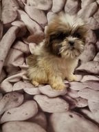 shih tzu for sale birmingham