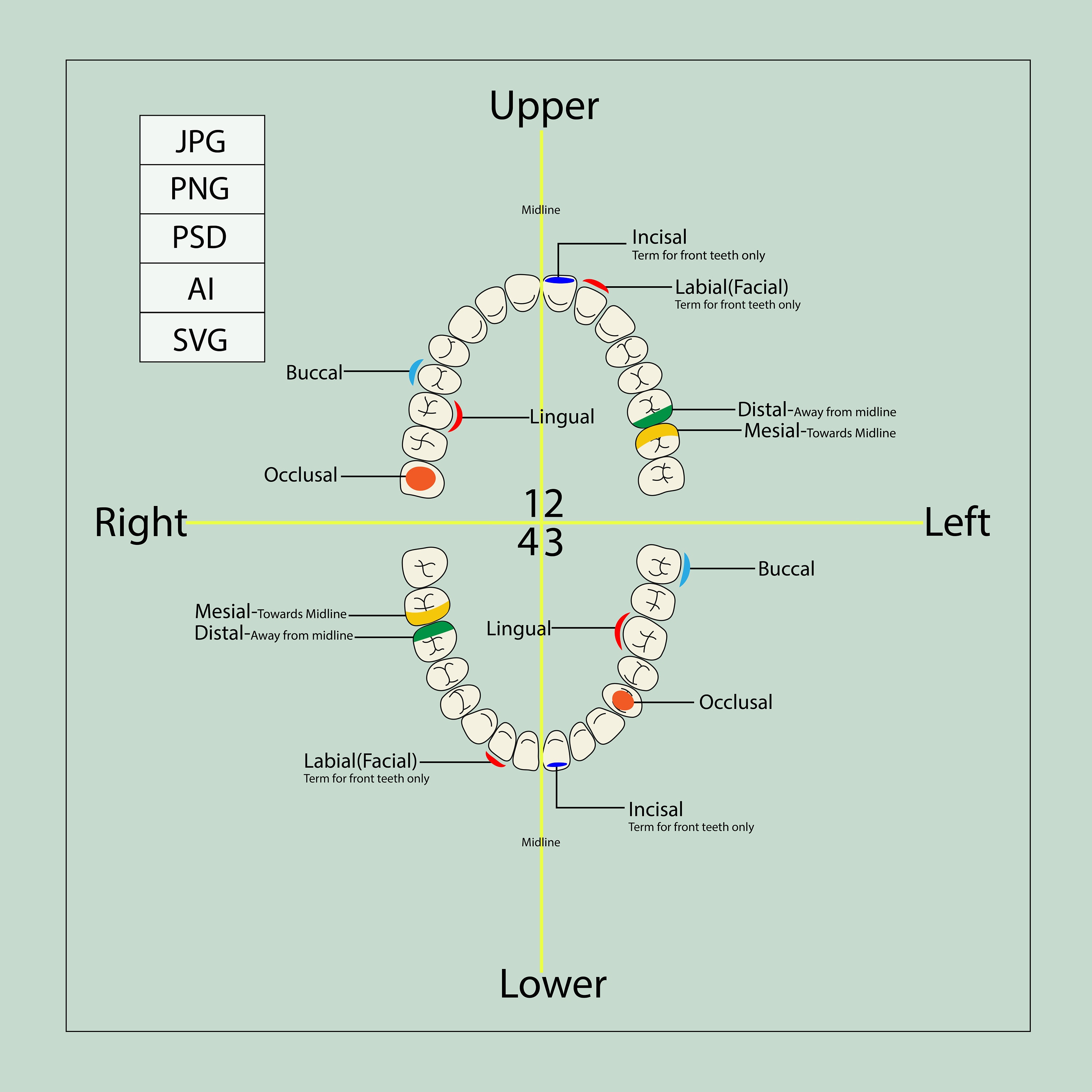 dental charting for beginners