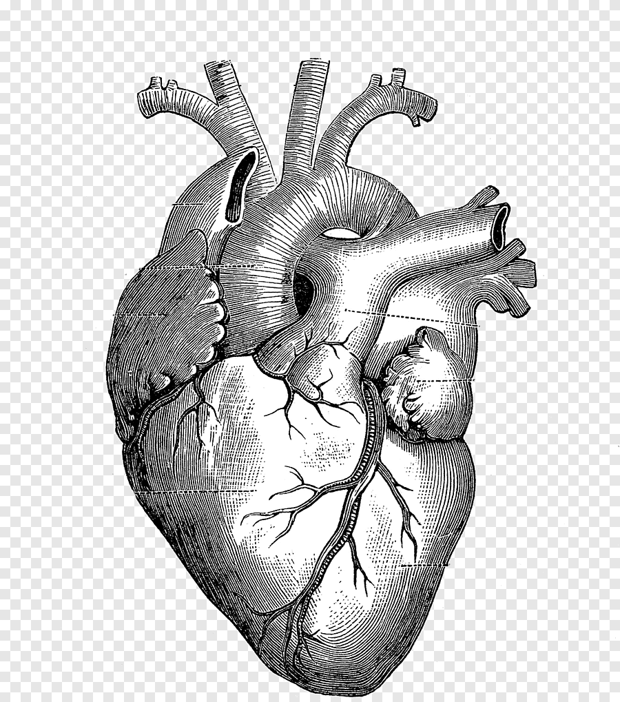 kalp anatomisi çizim