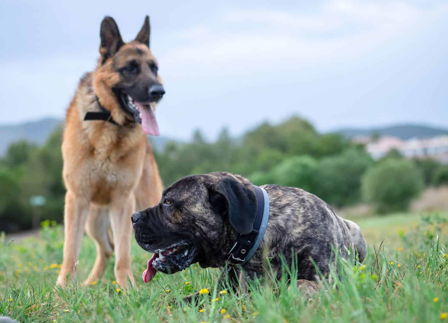 english mastiff and german shepherd mix