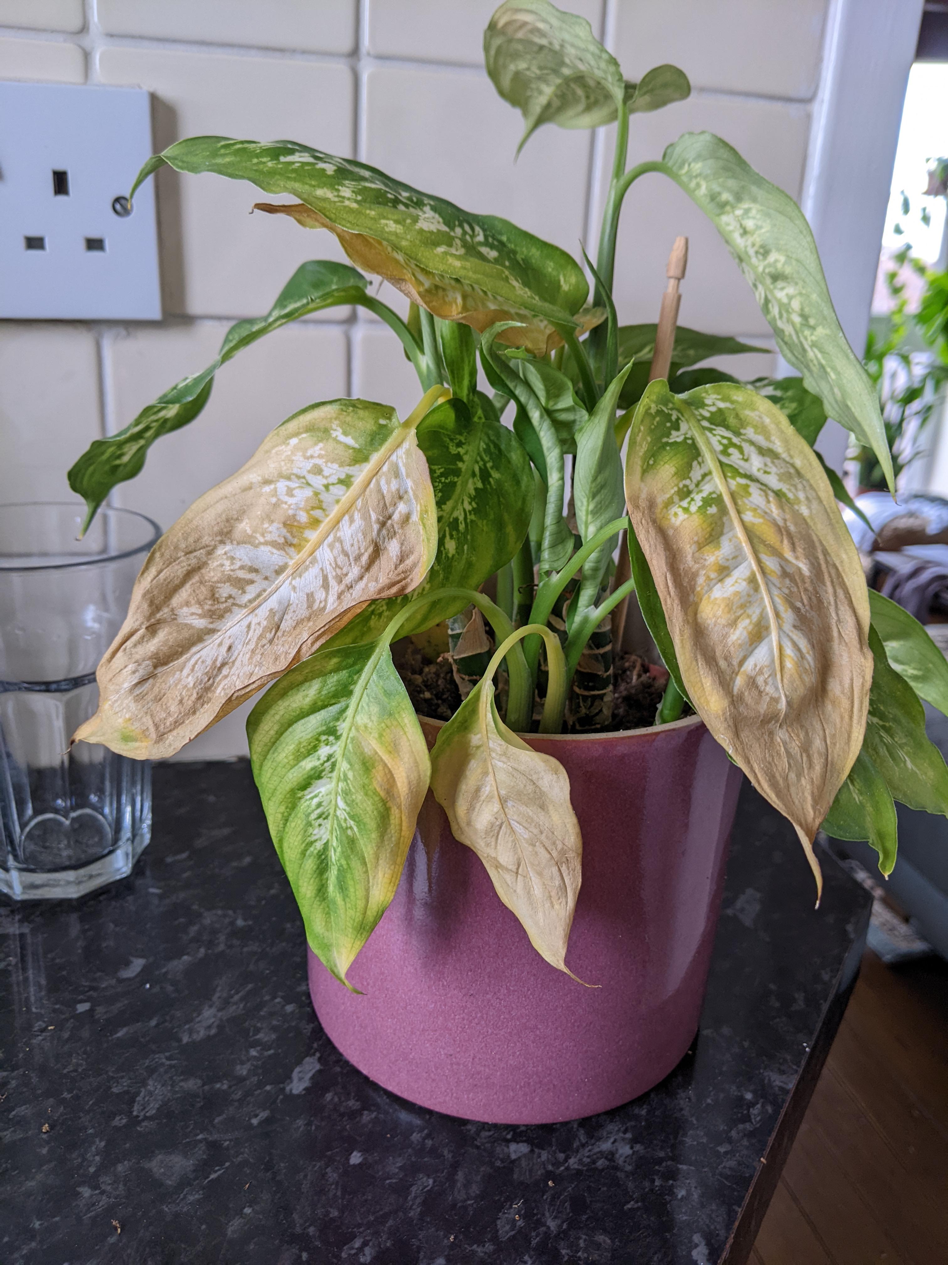 dieffenbachia yellowing leaves