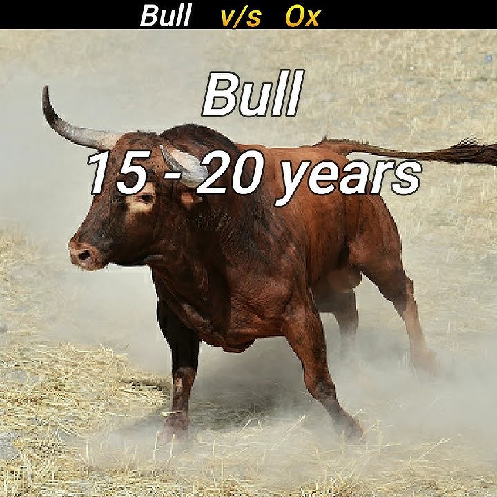 difference between ox and bull in hindi