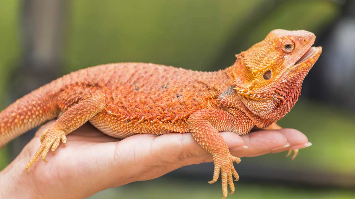 different types of bearded dragons