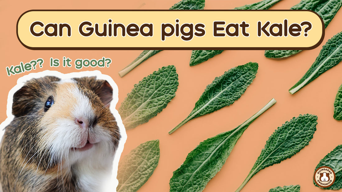 do guinea pigs eat kale