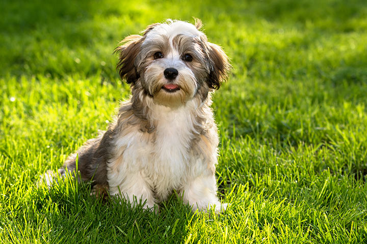 do havanese dogs shed