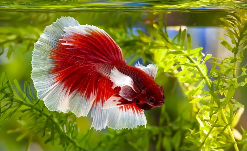 do i need a heater for a betta fish