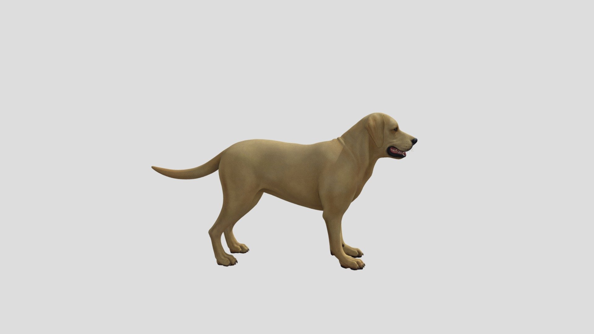 dog 3d