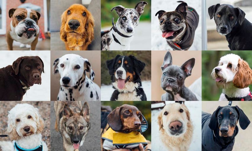 dog breed selector quiz