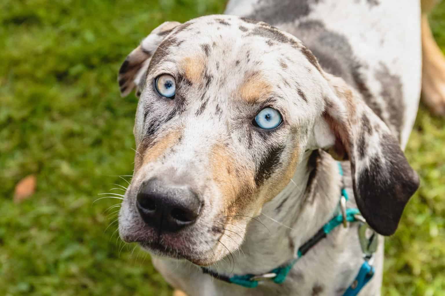 dog breeds catahoula leopard dog